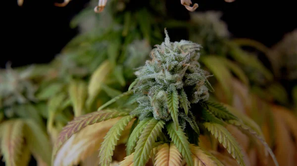 Macro Close Cbd Thc Cannabis Crystals Bud Harvest Cannabidiol Marihuana — стокове фото