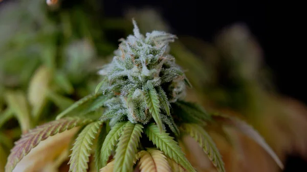 Makro Nahaufnahme Von Cbd Thc Cannabiskristallen Knospenernte Cannabidiol Marihuana — Stockfoto
