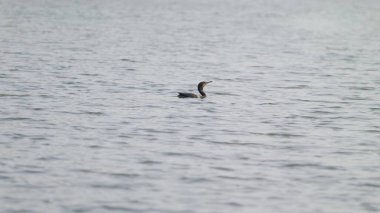 Sakin su dalgalarında yüzen kuş. Arka planda okyanus gölü.