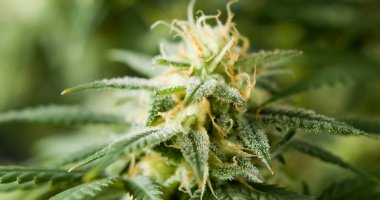 Marihuana cbd tomurcuklanan hasat çiçekleri kenevir çiçekleri