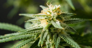 Marihuana cbd tomurcuklanan hasat çiçekleri kenevir çiçekleri