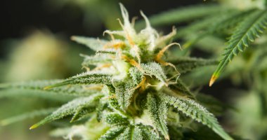Marihuana cbd tomurcuklanan hasat çiçekleri kenevir çiçekleri