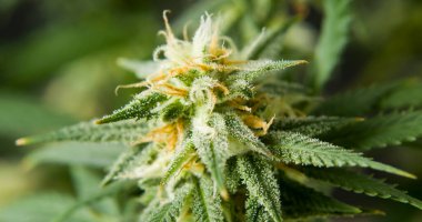 Marihuana cbd tomurcuklanan hasat çiçekleri kenevir çiçekleri