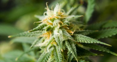 Marihuana cbd tomurcuklanan hasat çiçekleri kenevir çiçekleri