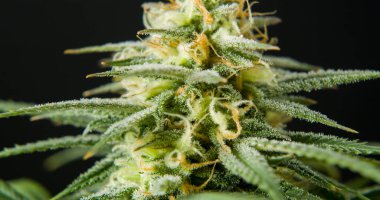 Marihuana cbd tomurcuklanan hasat çiçekleri kenevir çiçekleri