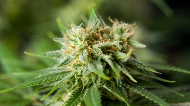 Marihuana cbd tomurcuklanan hasat çiçekleri kenevir çiçekleri