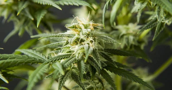 Marihuana cbd tomurcuklanan hasat çiçekleri kenevir çiçekleri