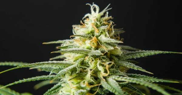 Marihuana cbd tomurcuklanan hasat çiçekleri kenevir çiçekleri