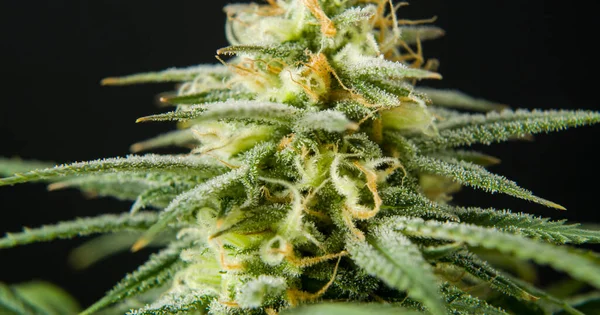 Marihuana Cbd Thc Brote Floración Cosecha Tricomas Cannabis Flor Imágenes De Stock Sin Royalties Gratis