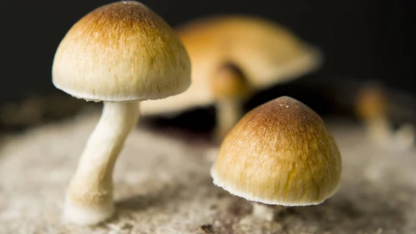 Makro sihirli mantarları kapatın. Altın öğretmen, kübensis psilosibin psilosin.