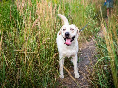 Beyaz bir Labrador sahibinin tasmasıyla bir yaz tarlasında yürüyor. Yaz yürüyüşü tasmalı.