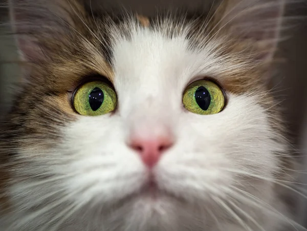 Renrasig Katt Sitter Handfatet Badrummet Tricolor Ras Turkiska Angora — Stockfoto