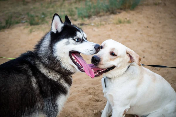 Friendly Walk Dark Husky White Labrador Summer Walk Nature Sunny — Stock Photo, Image