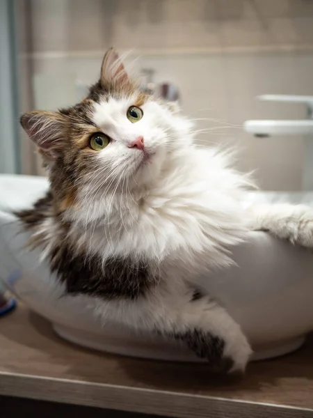 Lavaboda, banyoda safkan bir kedi oturuyor. Üç renkli cins, Türk Angorası.