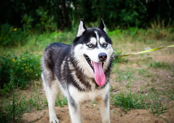 Husky Siberiano Blanco Negro Caminando Campo Verano Hora Verano Con — Foto de Stock