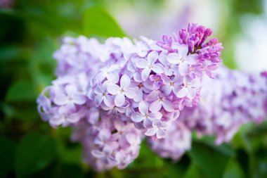 Eflatun bahar çiçekleri mor arka plan sanat tasarımı. Bahçede açan mor-leylak çiçekleri