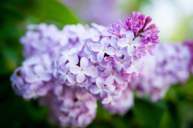 Eflatun bahar çiçekleri mor arka plan sanat tasarımı. Bahçede açan mor-leylak çiçekleri