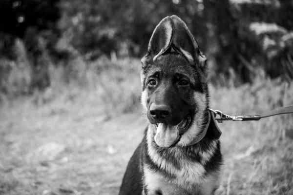 Portret Van Een Duitse Herder Puppy Wandelen Een Woonwijk Tegen — Stockfoto