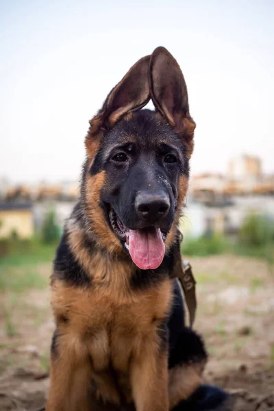 Retrato Cachorro Pastor Alemão Caminhando Uma Área Residencial Contra Fundo — Fotografia de Stock