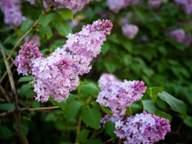 Eflatun bahar çiçekleri mor arka plan sanat tasarımı. Bahçede açan mor-leylak çiçekleri