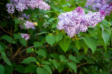 Eflatun bahar çiçekleri mor arka plan sanat tasarımı. Bahçede açan mor-leylak çiçekleri