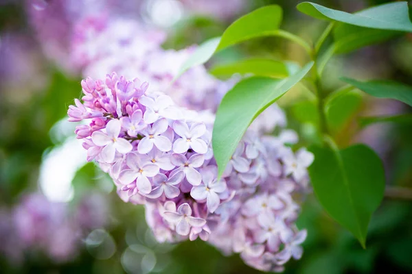 라일락 스프링은 보라색 디자인의 꽃다발이다 자주색 라일락 — 스톡 사진
