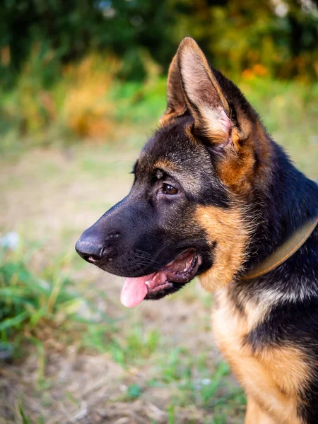 ドイツの羊飼いの子犬の肖像画 緑の背景に公園を歩く — ストック写真