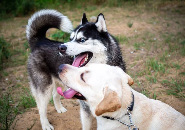 Friendly Walk Dark Husky White Labrador Summer Walk Nature Sunny — Stock Photo, Image