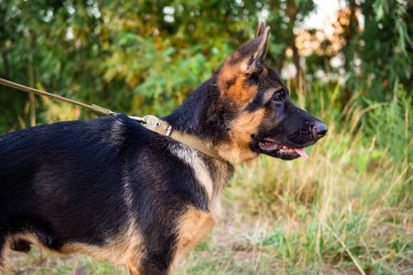 Alman çoban köpeği portresi. Yeşil arka planda parkta yürüyorum..