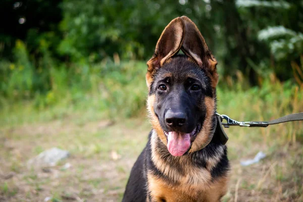 Porträtt Schäfer Valp Vandring Parken Grön Bakgrund — Stockfoto