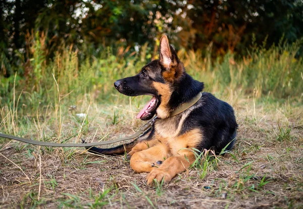 一个德国牧羊犬的肖像 以绿色为背景在公园里散步 — 图库照片