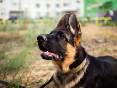 Alman çoban köpeği portresi. Evlerin arka planına karşı bir yerleşim bölgesinde yürümek.