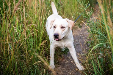 Yaz tarlasında yürüyen beyaz bir Labrador. Yaz yürüyüşü tasmalı.