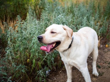 Yaz tarlasında yürüyen beyaz bir Labrador. Yaz yürüyüşü tasmalı.