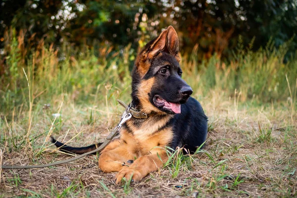 Portrait German Shepherd Puppy Walking Park Green Background — Stock Photo, Image