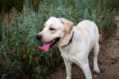 Yaz tarlasında yürüyen beyaz bir Labrador. Yaz yürüyüşü tasmalı.