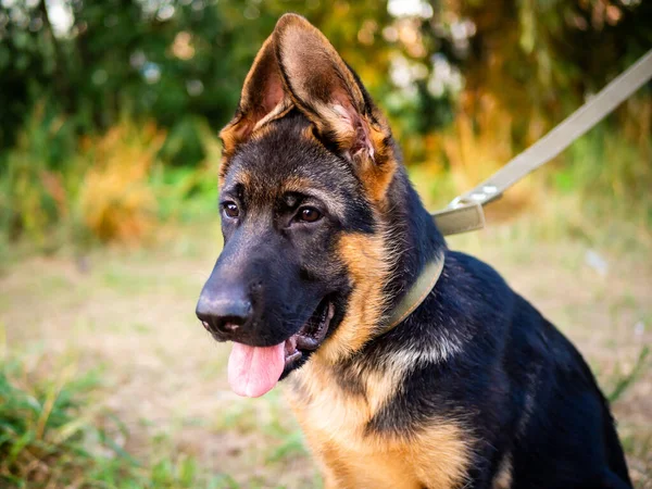 Portrait Chiot Berger Allemand Promenade Dans Parc Sur Fond Vert — Photo