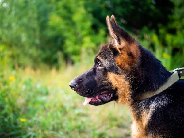 ドイツの羊飼いの子犬の肖像画 緑の背景に公園を歩く — ストック写真