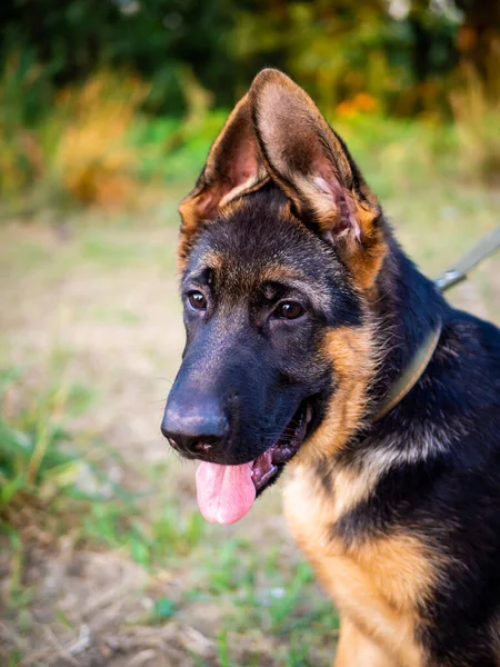 Ritratto Cucciolo Pastore Tedesco Passeggiate Nel Parco Sfondo Verde — Foto Stock