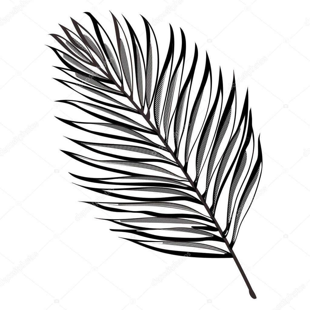 Black and white hand drawn palm leaves