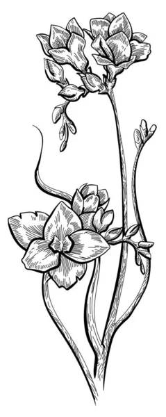 花の黒と白の手描きイラスト — ストックベクタ