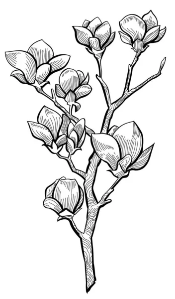 Ασπρόμαυρο Χέρι Ζωγραφισμένο Λουλούδι Εικονογράφησης — Διανυσματικό Αρχείο