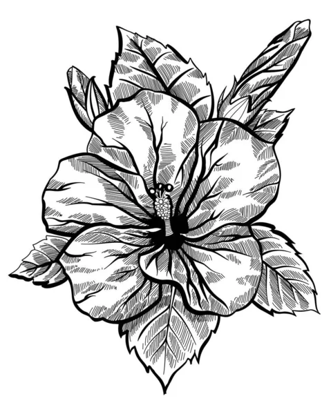 Czarno Białe Strony Rysowane Szkic Kwiatu — Wektor stockowy