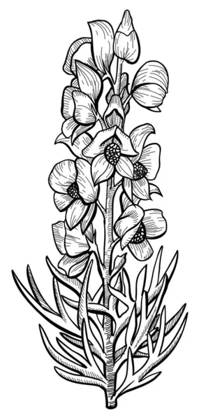 Czarno Biała Ręka Narysowana Ilustracja Kwiatu — Wektor stockowy