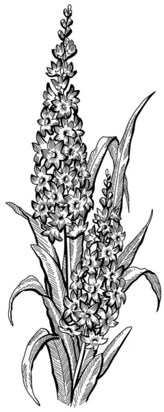 Fleur Vectorielle Illustration Dessinée Main Noir Blanc — Image vectorielle