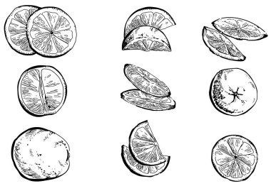 Siyah beyaz el çizimi limon meyveleri