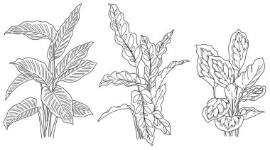 Siyah ve beyaz el çizimi tropikal bitki çizim vektörü