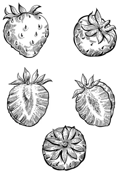 Zwart Wit Set Van Met Hand Getekende Aardbeienvruchten — Stockvector