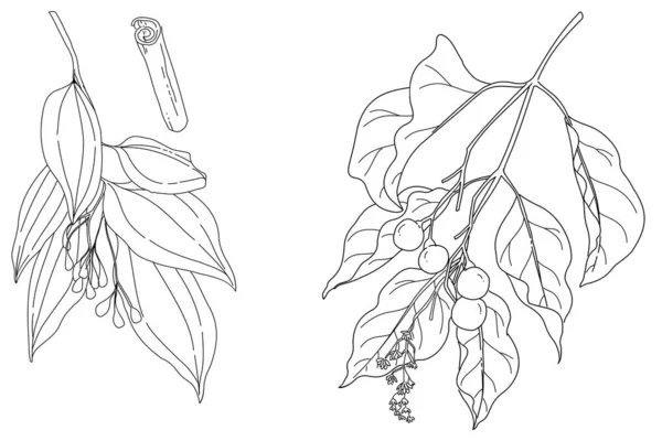 黑白手绘植物矢量图解 中国肉桂 肉桂药用植物 — 图库矢量图片