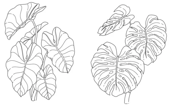 Ręcznie Rysowane Wektor Ilustracja Słoń Ucho Roślin Ser Szwajcarski Roślin — Wektor stockowy